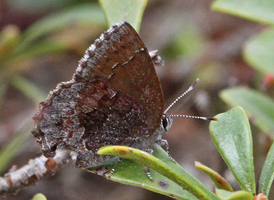Hoary Elfin